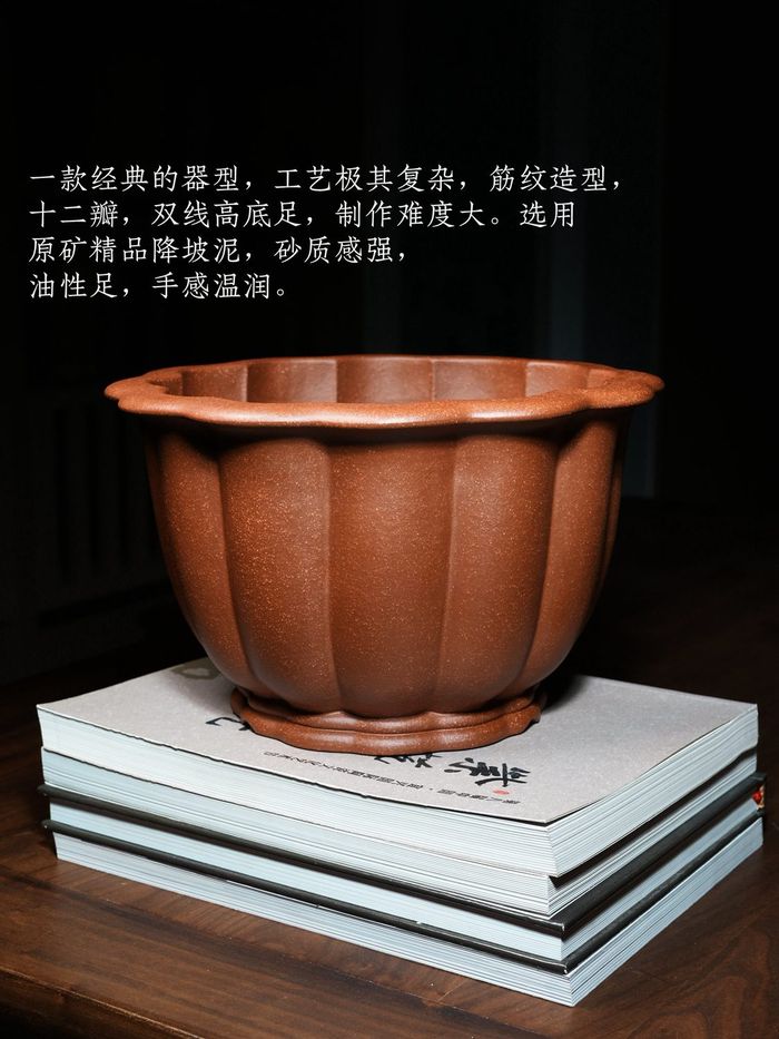 葵十二瓣金钟紫砂兰花 原矿精品降坡泥