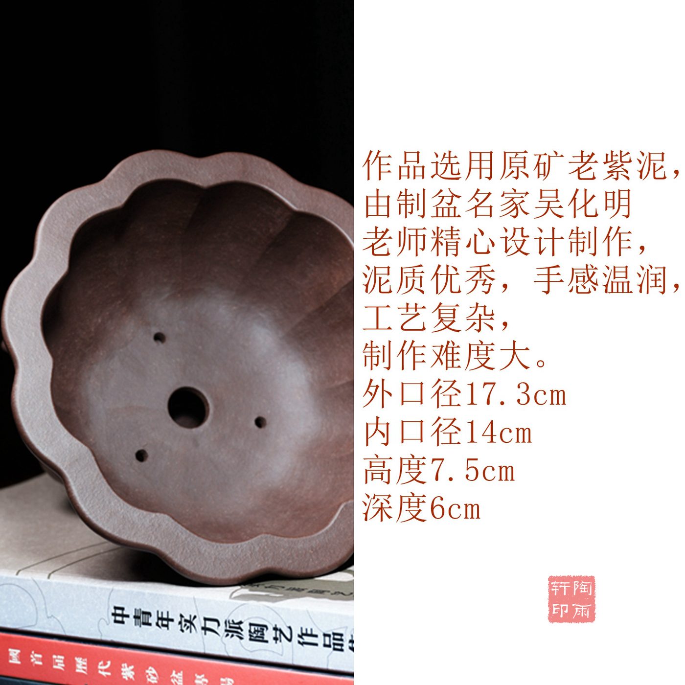 紫砂十二瓣菊 实拍角度3