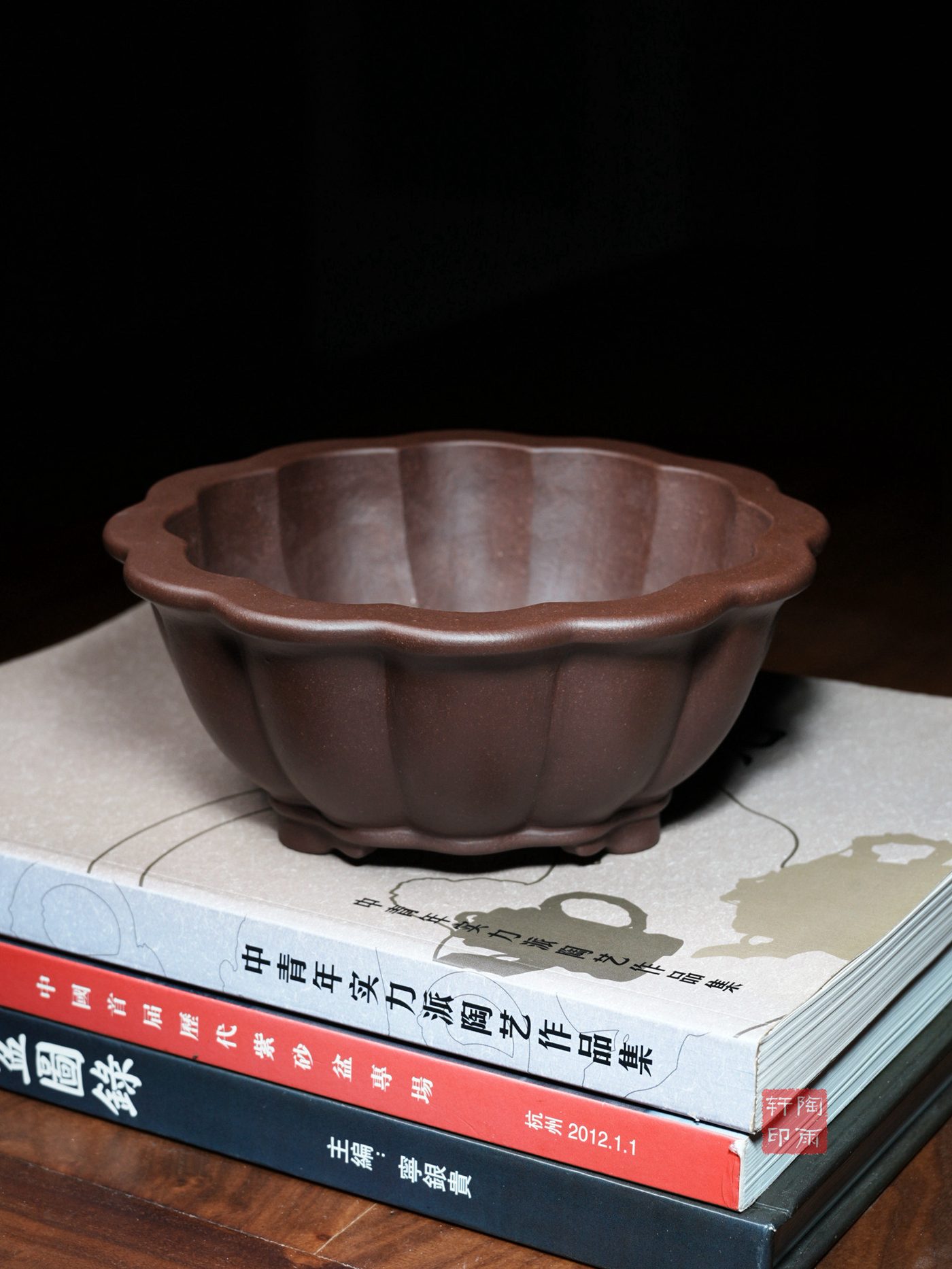 紫砂十二瓣菊 实拍角度7