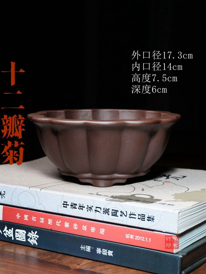 十二瓣菊